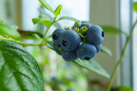 成熟蓝莓浆果在树枝上