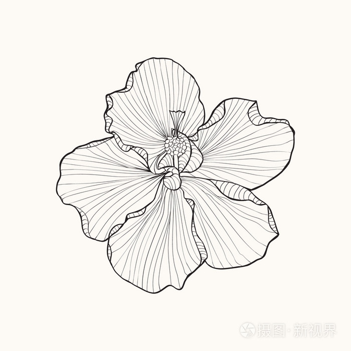 芙蓉花顶视图线条图案插画-正版商用图片0r3kqs-摄图