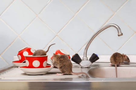 小鼠三只小鼠 褐 在厨房。一只老鼠爬进红杯子里。在公寓里和啮齿动物打架。灭绝照片