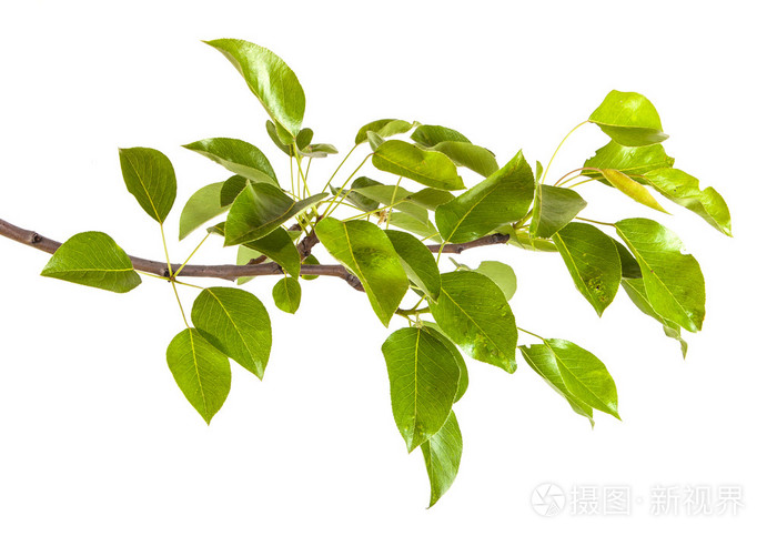 梨的树枝叶上孤立的白色背景