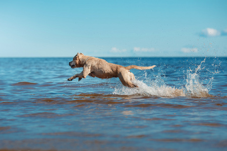 美国斯塔福郡梗行走，夏天的犬种