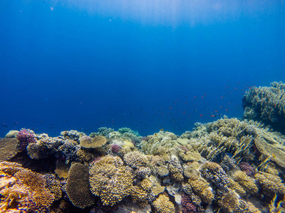 与天然的海洋生态系统，吸引生态旅游和潜水员在水下游泳的分支珊瑚和多彩热带鱼类的珊瑚礁