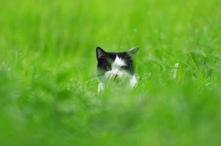 猫坐在草地上。在自然的黑色和白色猫的肖像