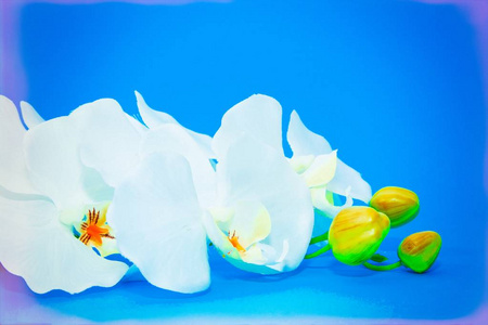 蓝色背景上的白色兰花