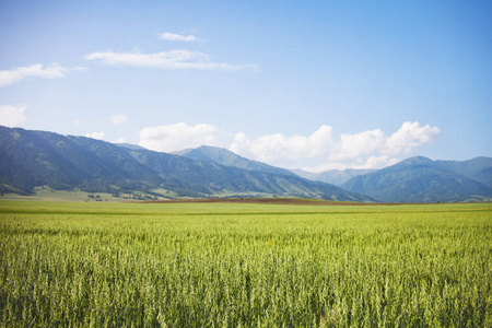 燕麦的字段。阿尔泰山。夏日风景