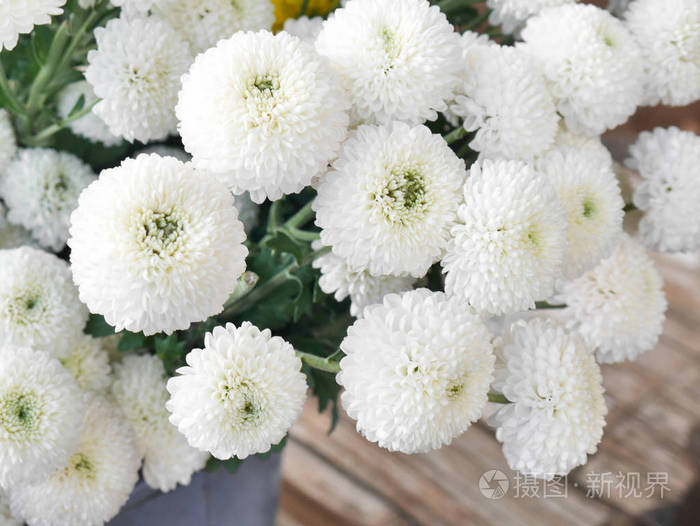 白菊花是泰国清迈山上的一束鲜花.