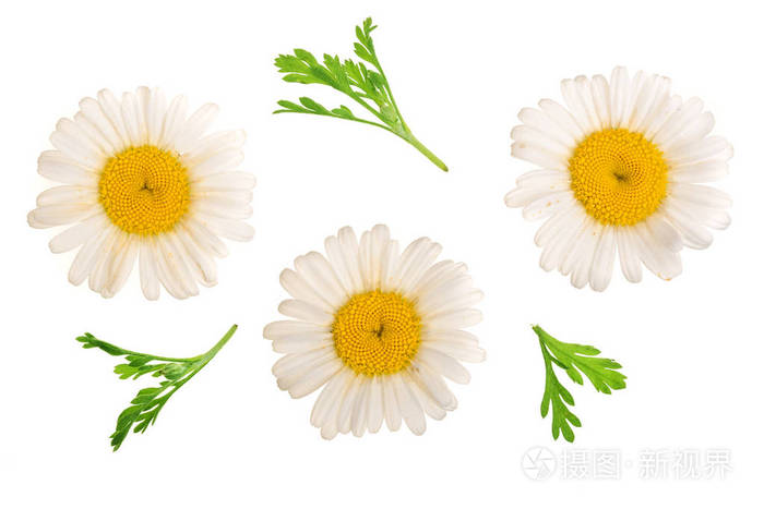 三菊花或雏菊, 叶子在白色背景下被隔离.顶部视图.平躺