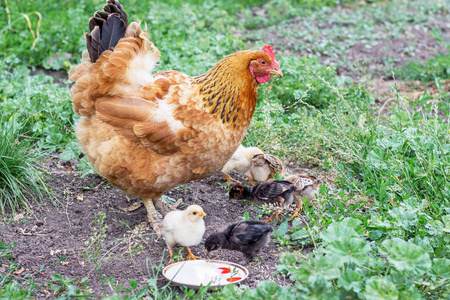 喜怒无常母鸡与雏鸡饲养在花园里