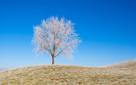 在霜晨雪和霜覆盖的树