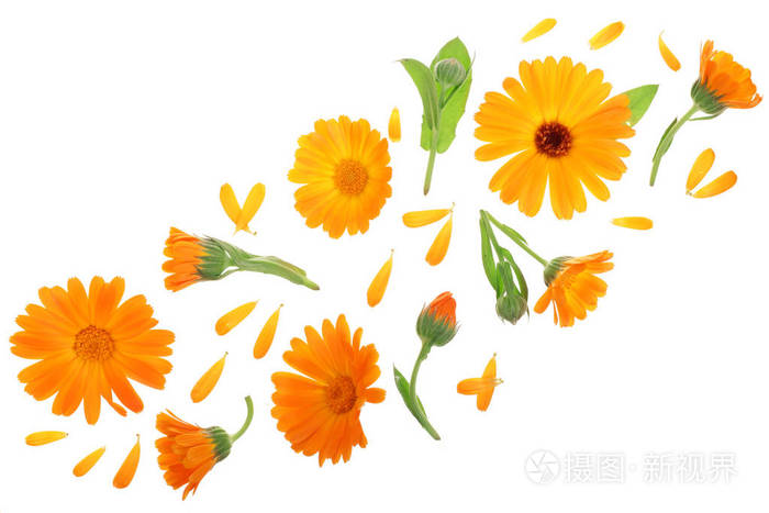 金盏花.万寿菊花的白色背景与复制空间为您的文本隔离