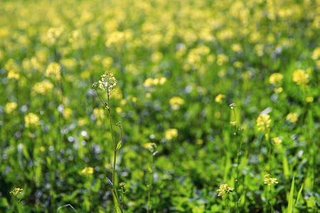 春季开花油菜田