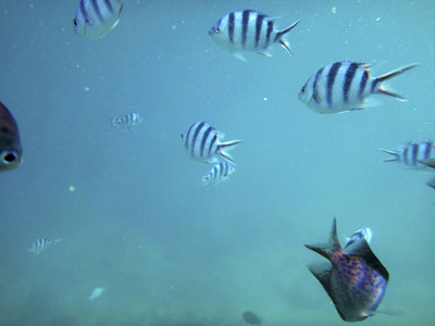 瓦努阿图埃法特港口海洋生物