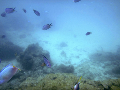 瓦努阿图埃法特港口海洋生物