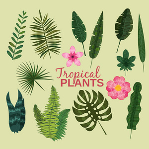 设置热带叶子植物载体热带树叶棕榈或香蕉树在丛林异国情调的龟背竹和蕨类在夏天隔绝在白色背景例证
