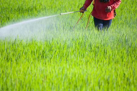 农民在稻田里喷洒杀虫剂