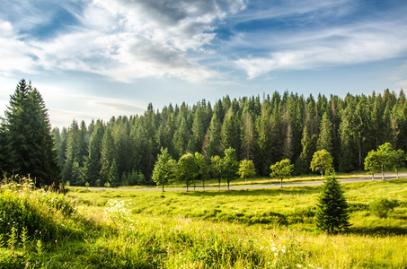 山夏日风景。树在草甸和森林在小山附近