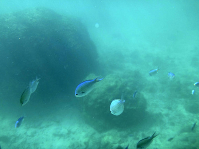 瓦努阿图埃法特港口海洋生物