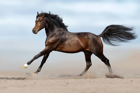 长鬃毛的海湾种马奔跑在沙漠尘土反对天空