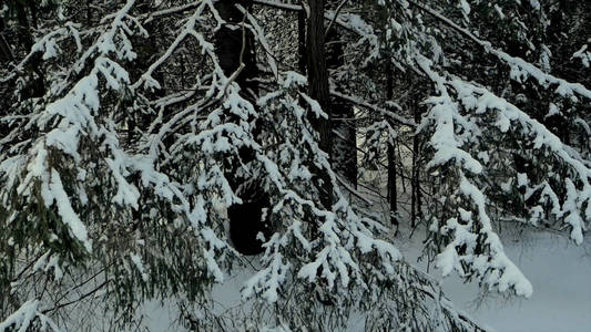 冬天在多云的雪天气中, 灌木的树枝在雪中。剪辑。在冬天的树枝上覆盖着积雪。雪桦木树干