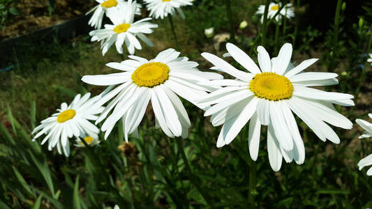 花园里的大白色甘菊