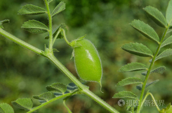 鹰嘴豆绿的植物.绿鹰嘴田.cicer arietinum 绿荚