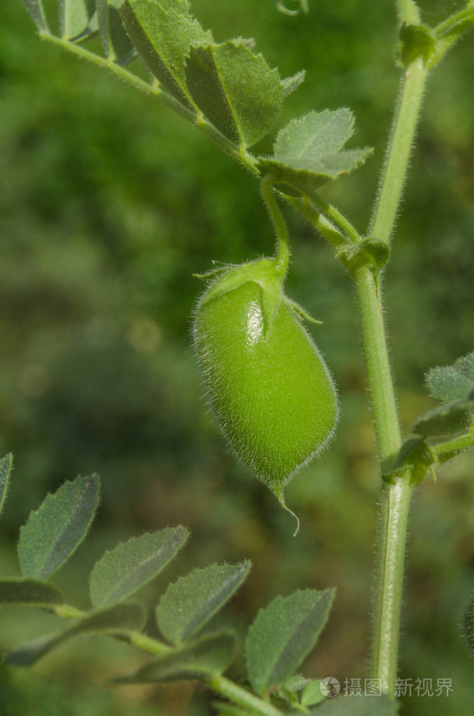 鹰嘴豆绿的植物.绿鹰嘴田.cicer arietinum 绿荚