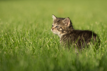 可爱的斑纹猫，在草丛中