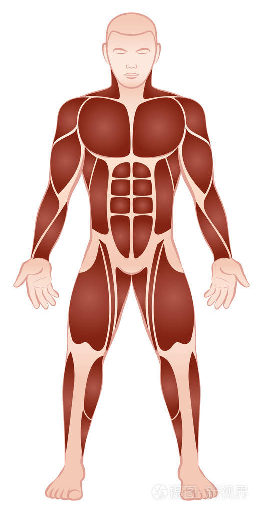大肌肉群男性身体前视图