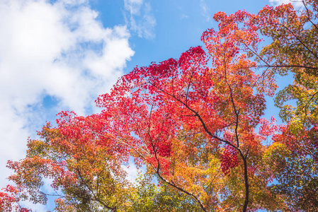 阳光明媚的日子里, 红枫树叶在公园的蓝天上