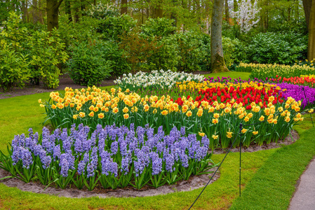 郁金香在库肯霍夫公园，Lisse，荷兰，荷兰其他花草