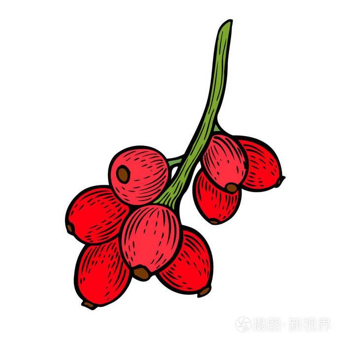 红枸杞手画矢量插图集.雕刻食品形象