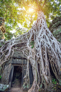 树木生长出柬埔寨吴哥窟塔普伦寺
