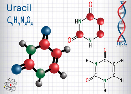 尿 U嘧啶碱基在核酸的 Rna。结构化学公式和分子模型。一张纸在笼子里。矢量插图