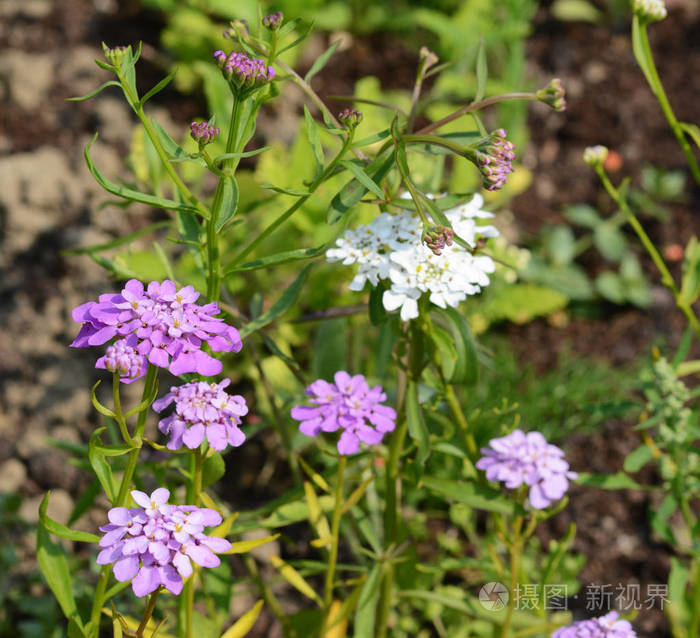 紫色和白色的 candytuft 花, iberis 猪苓, 盛开在花坛里