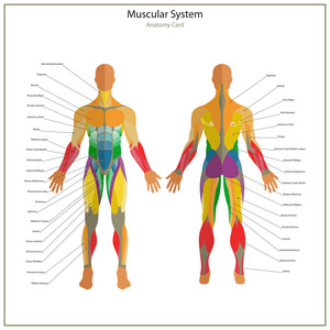 人体肌肉的插图。运动与肌肉的指南。健身房训练。前端和后端的视图。肌肉男解剖学