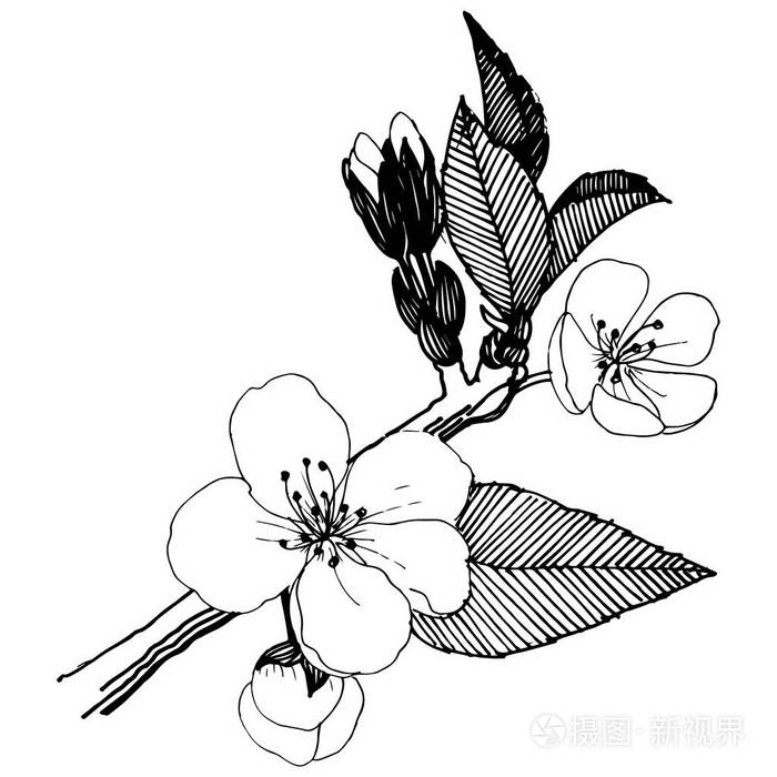 植物全名: 苹果花.背景,纹理,包装图案,框架或边框的矢量花