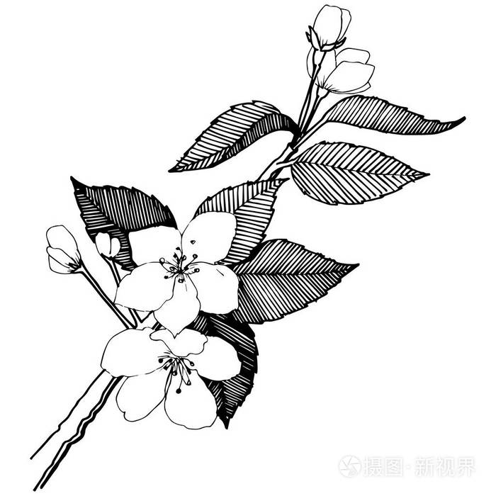 植物全名: 苹果花.背景,纹理,包装图案,框架或边框的矢量花