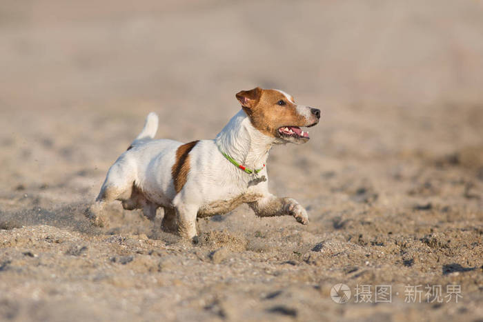 杰克罗素猎犬狗在海边奔跑