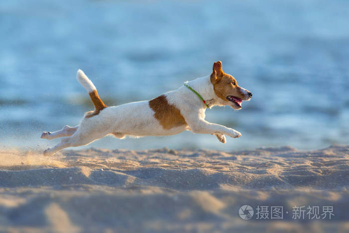 杰克罗素猎犬狗在海边奔跑