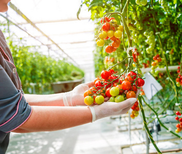农民手里拿着新鲜收获的西红柿。妇女手拿着西红柿。温室
