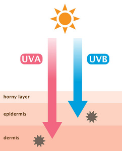 信息皮肤插图。 UVA与UV的区别