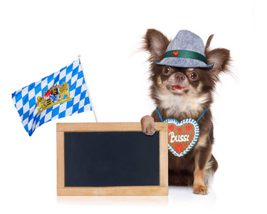 巴法力亚吉娃娃狗与所有者隔绝了在白色背景, 准备好啤酒庆祝节日在慕尼黑