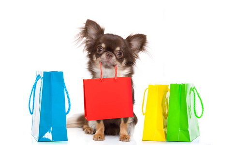 吉娃娃狗拿着一个购物袋准备打折和销售在购物中心, 孤立的白色背景