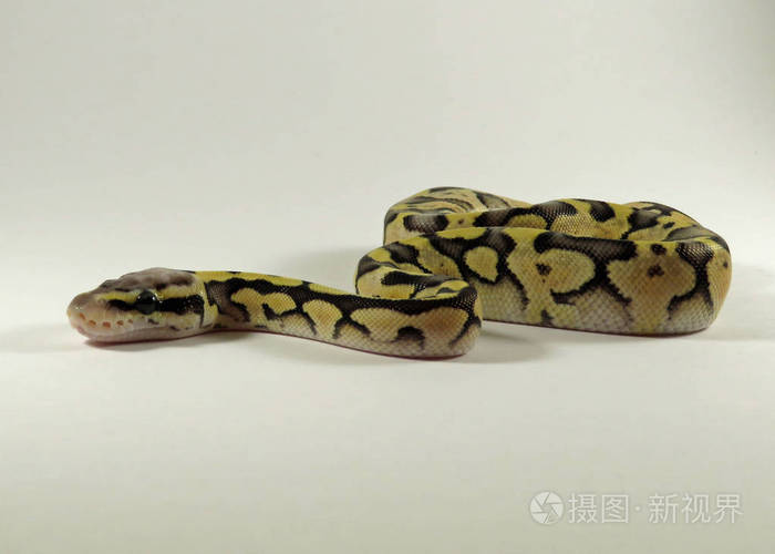 皇家球蟒蛇