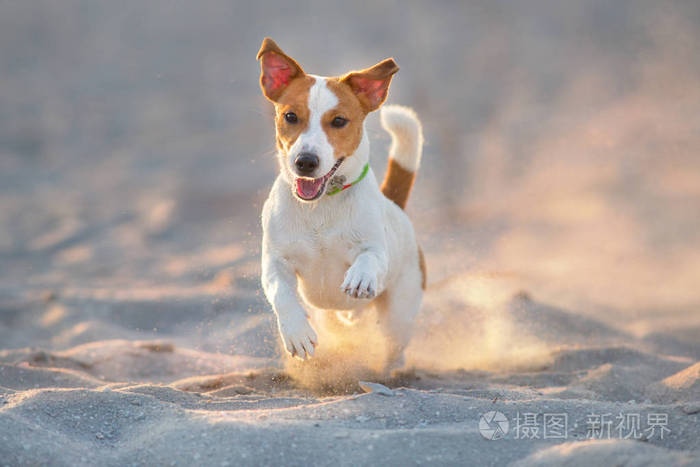 杰克罗素猎犬狗在海边奔跑