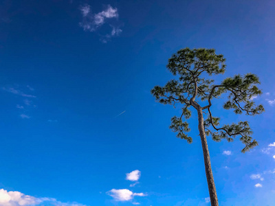 一棵高高的斜线松树和蓝天图片