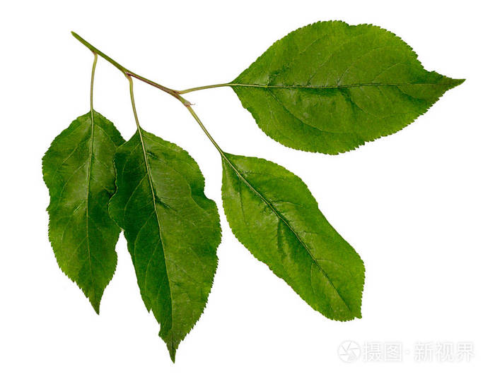 苹果的叶子.苹果树枝