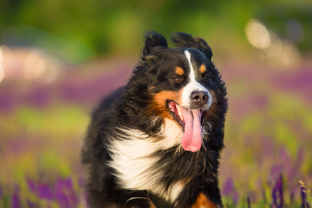 滑稽的 bernese 狗肖像在运动在花草甸