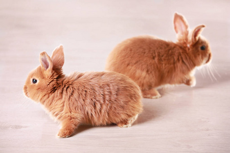 可爱有趣的兔子，在地板上