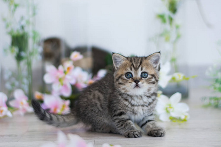 苏格兰小猫摆夏季照片